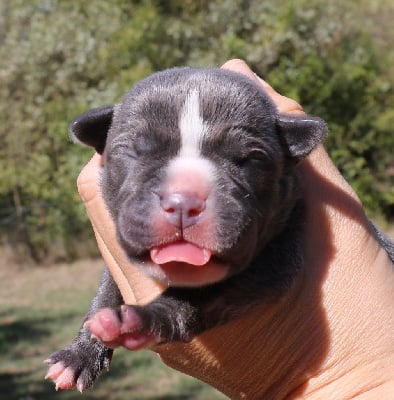 Les chiots de Cane Corso