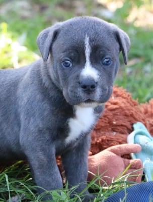 Les chiots de Cane Corso