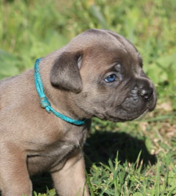 Les chiots de Cane Corso