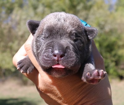 Volt - Cane Corso