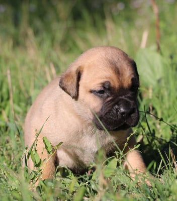 Les chiots de Cane Corso