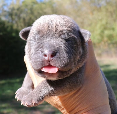 Les chiots de Cane Corso