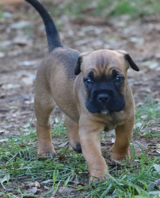 Les chiots de Cane Corso