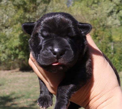 Les chiots de Cane Corso