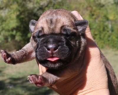 Victorio - Cane Corso