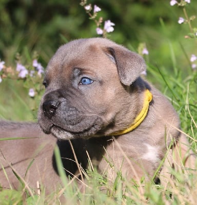 Les chiots de Cane Corso