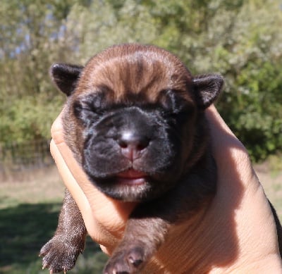 Les chiots de Cane Corso