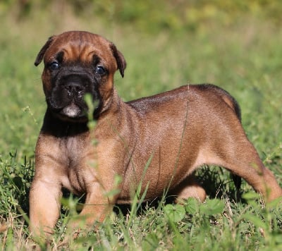 Les chiots de Cane Corso