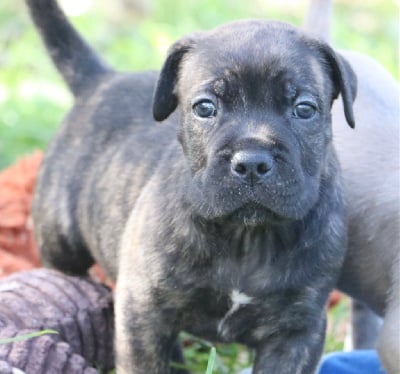 Les chiots de Cane Corso