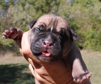 Les chiots de Cane Corso