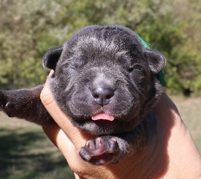 Les chiots de Cane Corso