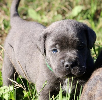 Les chiots de Cane Corso