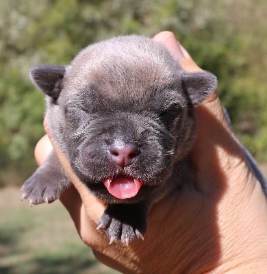 Les chiots de Cane Corso