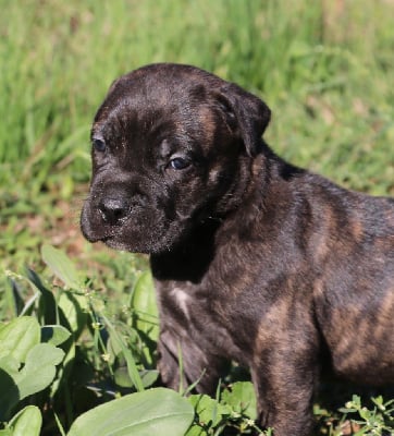 Les chiots de Cane Corso