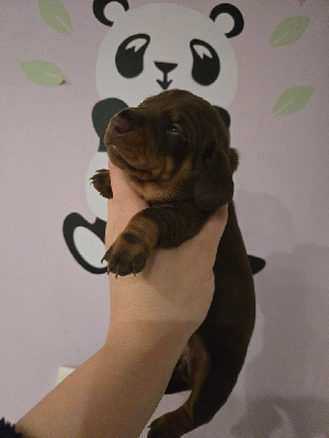 Les chiots de Teckel poil ras