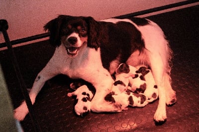 Les chiots de Epagneul Breton