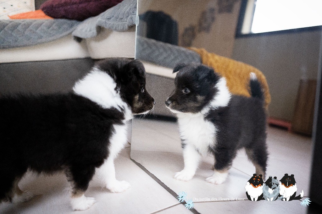 Vhat a Wonderful World - Shetland Sheepdog