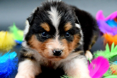 Les chiots de Berger Australien