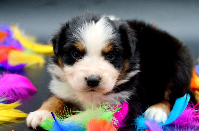 Les chiots de Berger Australien