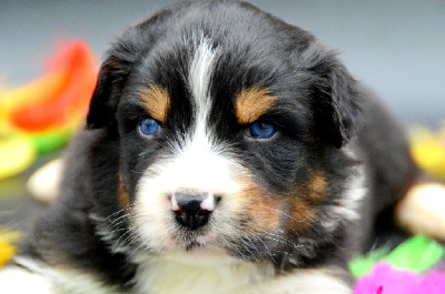 Les chiots de Berger Australien