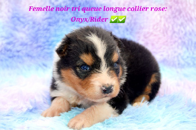 Femelle noir tri collier rose - Berger Australien