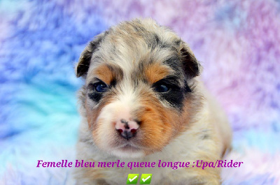 Bleu merle queue longue - Berger Australien