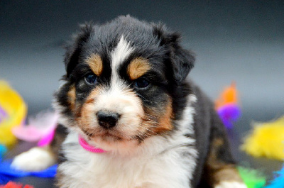 Les chiots de Berger Australien