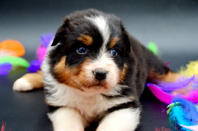 Les chiots de Berger Australien