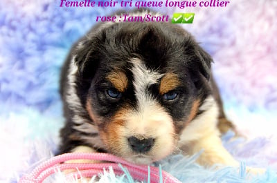 Les chiots de Berger Australien