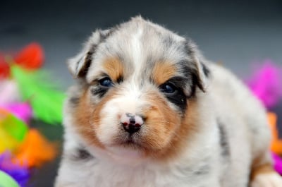 Les chiots de Berger Australien