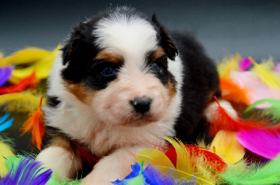 Les chiots de Berger Australien