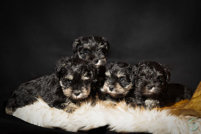 Les chiots de Schnauzer miniature