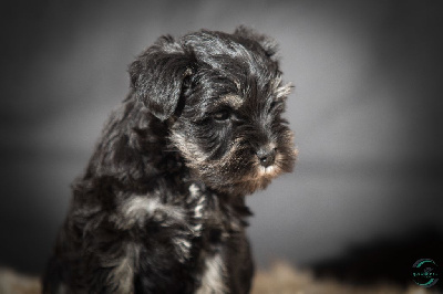 Les chiots de Schnauzer miniature