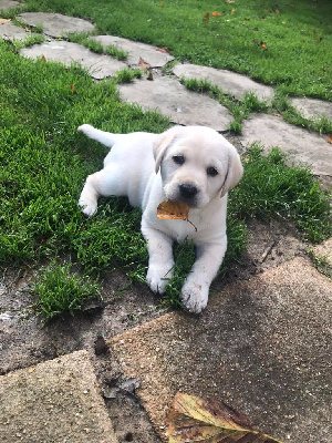 Les chiots de Labrador Retriever