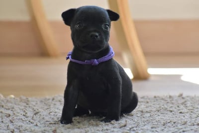 Les chiots de Staffordshire Bull Terrier