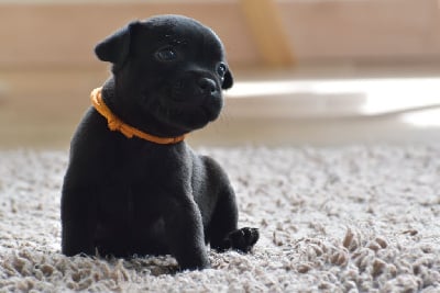 Les chiots de Staffordshire Bull Terrier