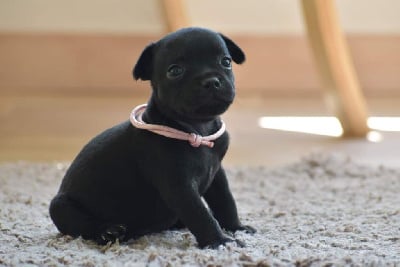 Les chiots de Staffordshire Bull Terrier