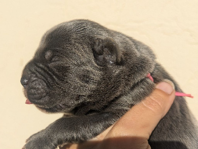 Les chiots de Cane Corso