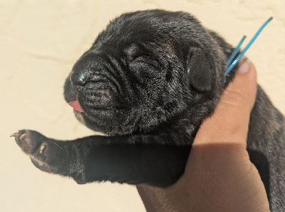 Les chiots de Cane Corso