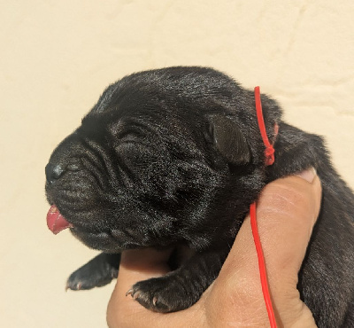 Les chiots de Cane Corso