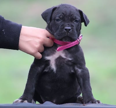 Les chiots de Cane Corso