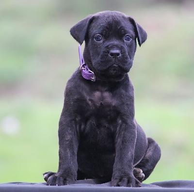 Les chiots de Cane Corso