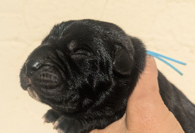 Les chiots de Cane Corso