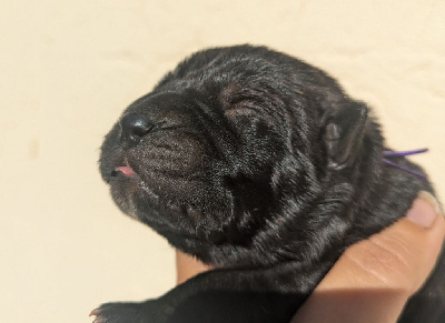 Les chiots de Cane Corso