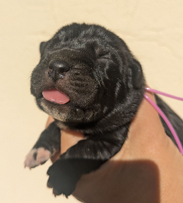 Les chiots de Cane Corso