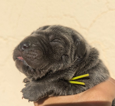 Les chiots de Cane Corso