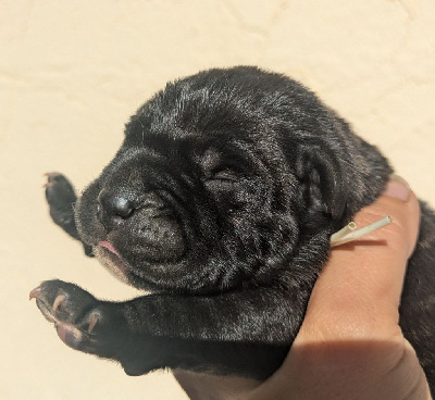 Les chiots de Cane Corso