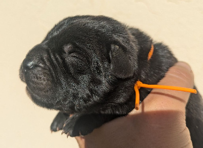 Les chiots de Cane Corso