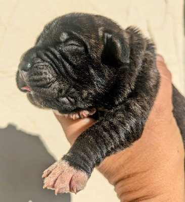 CHIOT 1 - Cane Corso