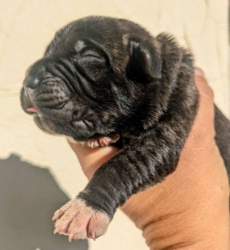 CHIOT 1 - Cane Corso